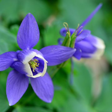 Ancolie des Alpes Aquilegia alpina