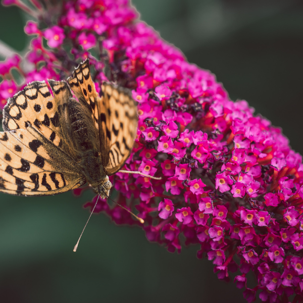 Buddleia Davidii Royal Red