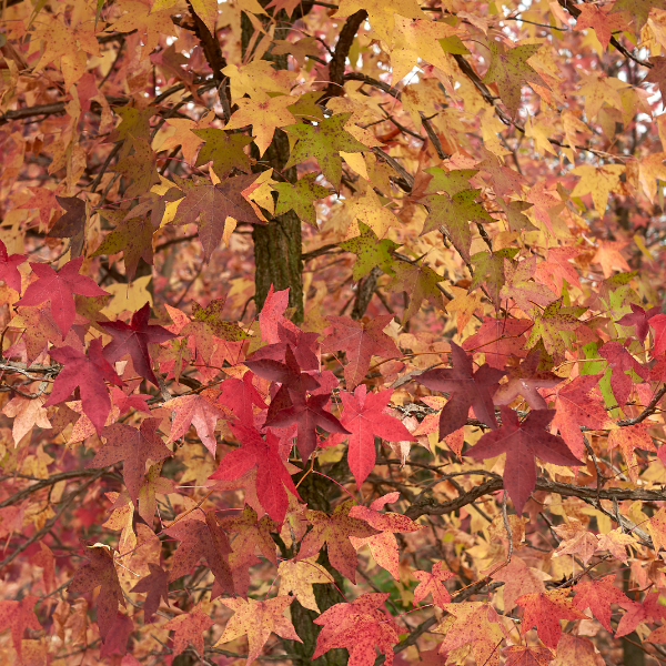 Copalme d'Amérique 'Golden Sun'- Liquidambar styraciflua 'Golden Sun'