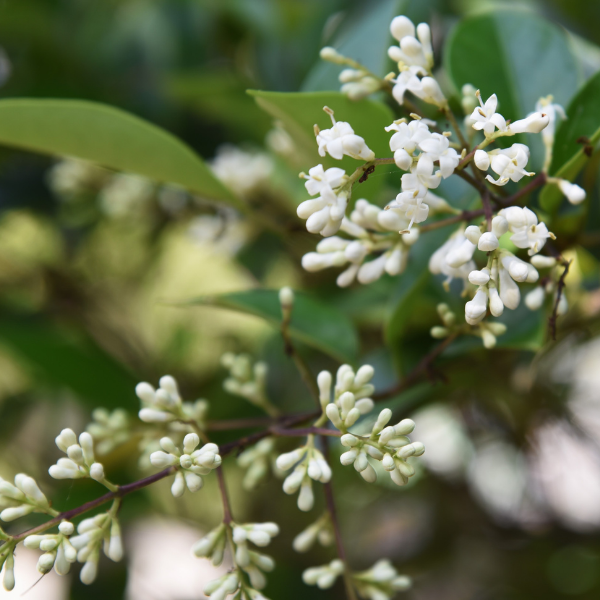 Troène du Japon 'Texanum' - Ligustrum japonicum 'Texanum'