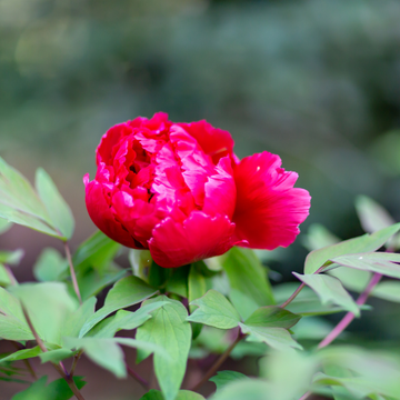 Pivoine de Chine 'Karl Rosenfield' - Paeonia lactiflora 'Karl Rosenfield'