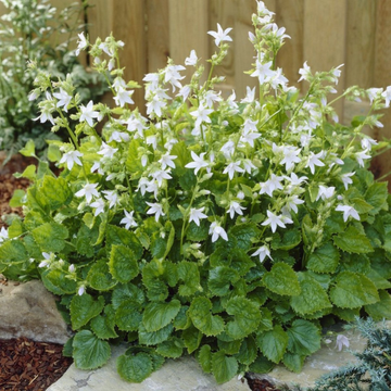 Campanule des murets 'E.H. Frost' - Campanula Poscharskyana 'E.H. Frost'