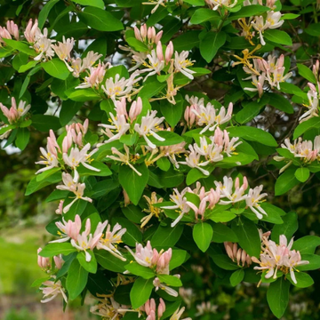 Chèvrefeuilles d'hiver - Lonicera fragrantissima