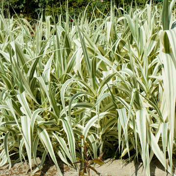 Arundo Donax Variegata