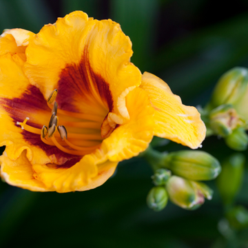 Hemerocallis Fooled Me