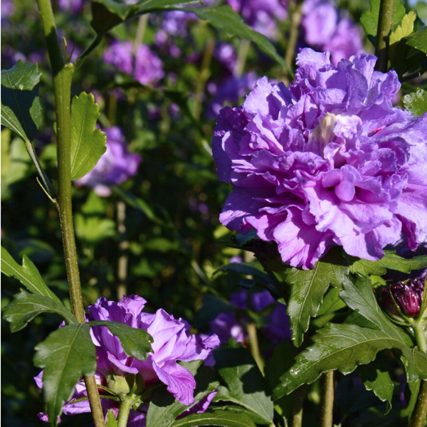 Hibiscus Syriacus French Cabaret (R) Purple