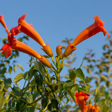 Bignone 'Indian Summer' - Campsis Tagliabuana 'Indian Summer'