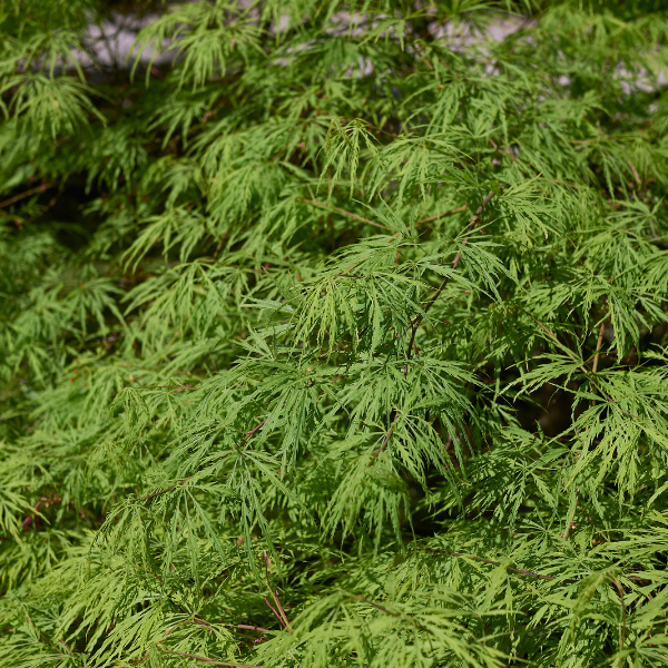Érable du Japon 'Seiryu' - Acer palmatum 'Seiryu'