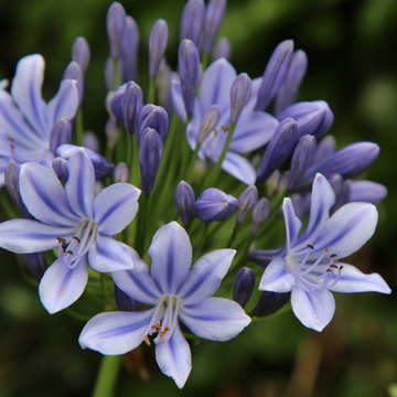 Agapanthes Bleu - Agapanthus Bleue