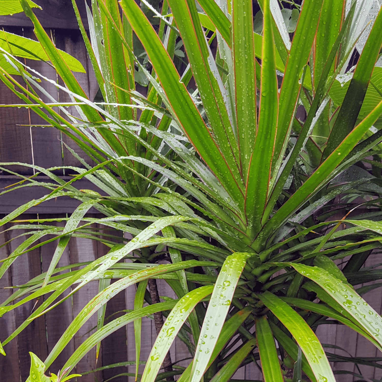 Cordyline australe 'Peko' - Cordyline australis 'Peko' - FLEURANDIE