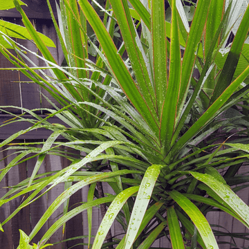 Cordyline australe 'Peko' - Cordyline australis 'Peko'