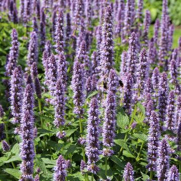 Agastache 'Blue Fortune' - Agastache 'Blue Fortune'
