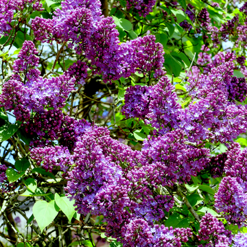 Lilas commun 'Souvenir de Louis Spaeth' - Syringa vulgaris 'Souvenir de Louis Spaeth'