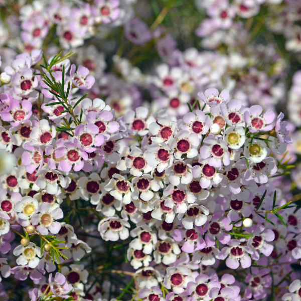 Fleur de Cire - Chamelaucium