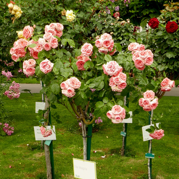 Rosier Tige