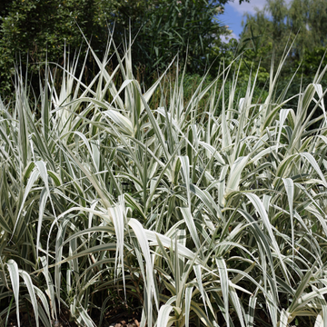 Canne de Provence 'Ely' - Arundo donax 'Ely'