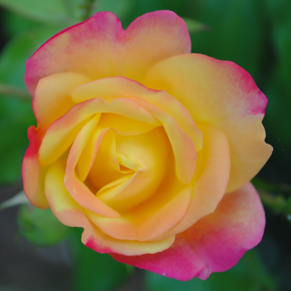 Rosier 'Oriental Peace' - Rosa  'Oriental Peace'