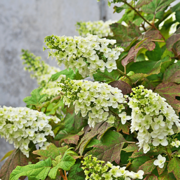 Hortensia à feuilles de chêne - Hydrangea quercifolia