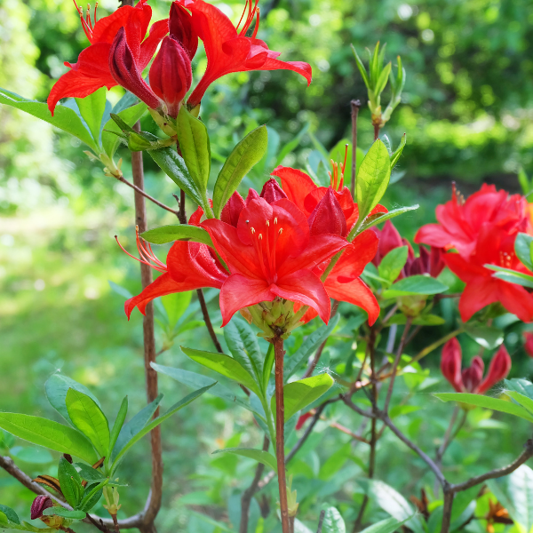 Azalée caduque knaphill 'Nabucco' - Rhododendron Knap Hill-Exbury 'Nabucco'