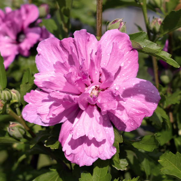 Hibiscus Syriacus Eruption PBR