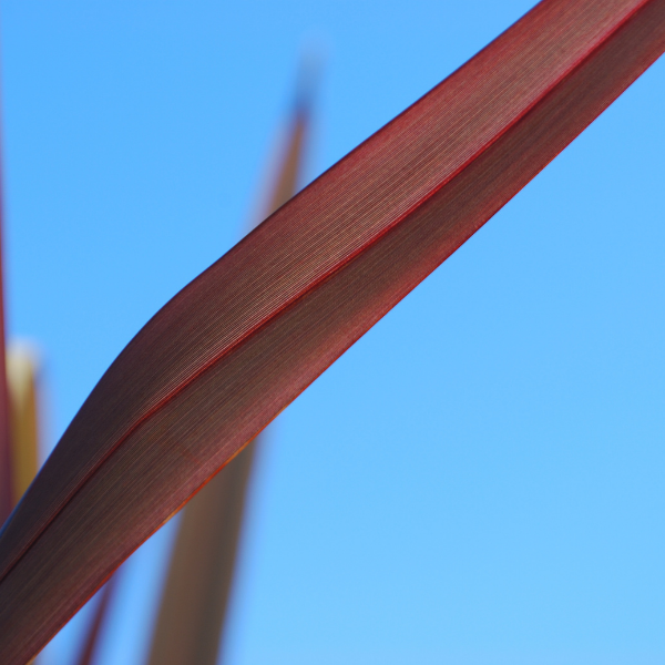 Phormium Tenax Purpureum - Phormium Tenax 'Purpureum'