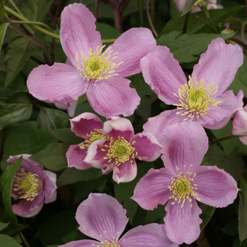 Clématite des montagnes 'Tetrarose' - Clematis montana 'Tetrarose'