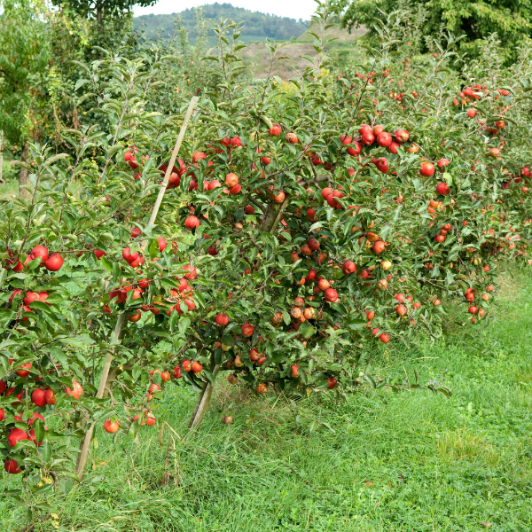 Pommier 'Elstar' - Malus domestica 'Elstar'