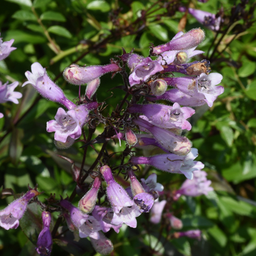 Galane 'Dark Towers' - Penstemon 'Dark Towers'