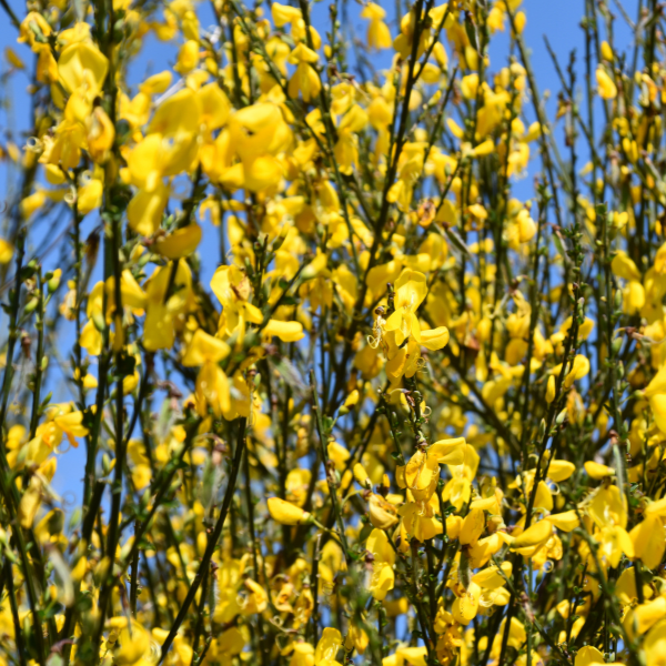 Genêt 'Porlock' - Genista 'Porlock'