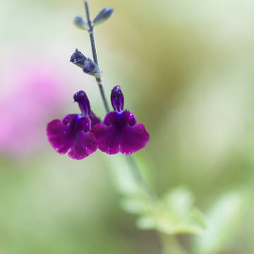 Sauge Violette Intense 'Barsal' -Salvia x Jamensis Violette De Loire