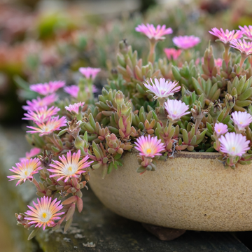 Pourpier 'Jewel Of Desert Rosequartz' - Delosperma 'Jewel Of Desert Rosequartz'