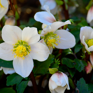 Rose de Noël Blanche - Helleborus Niger 'Praecox'