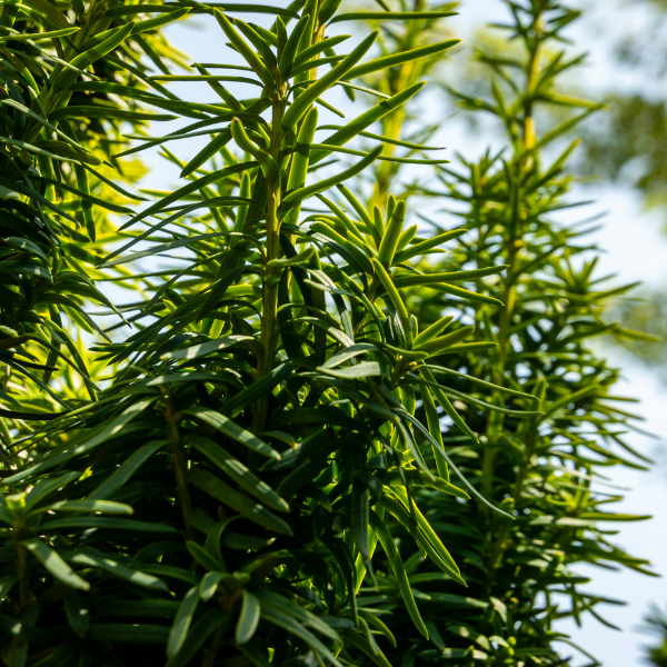 Taxus Baccata Fastigiata