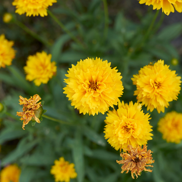 Coreopsis Fleurs Doubles Jaune Vif - Coreopsis Grandiflora Double The Sun
