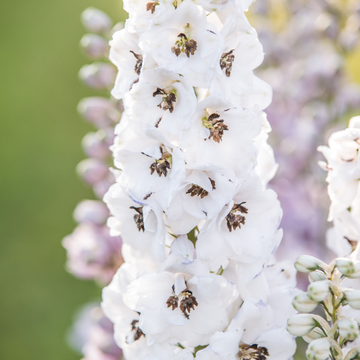 Pied d'alouette blanc à oeil noir - Delphinium hybride giant pacific percival
