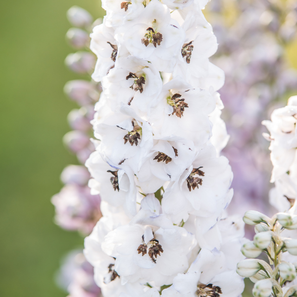 Pied d'alouette blanc à oeil noir - Delphinium hybride giant pacific percival
