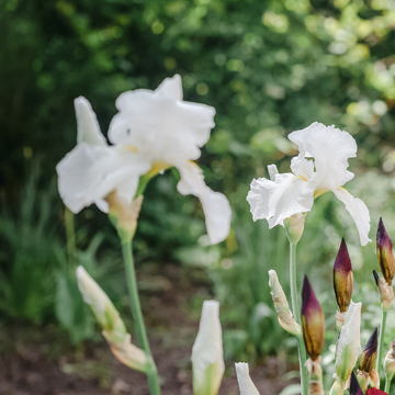 Iris des jardins blanc reflet bleu - Iris germanica glacier