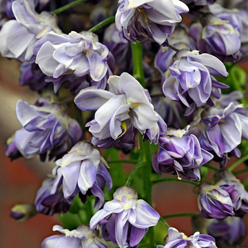 Glycine 'Black Dragon' ou violacea plena - Wisteria floribunda 'Black Dragon'