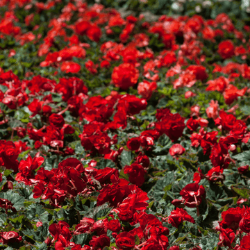 Bégonia Tubéreux - Begonia x tuberhybrida - FLEURANDIE