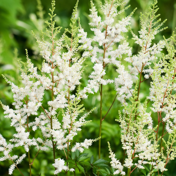 Astilbe Younique® Blanc - Astilbe Younique® White