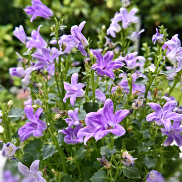Campanula Port. Get Mee