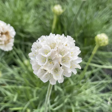 Gazon d'Espagne, Armérie maritime 'Alba' - Armeria maritima 'Alba'
