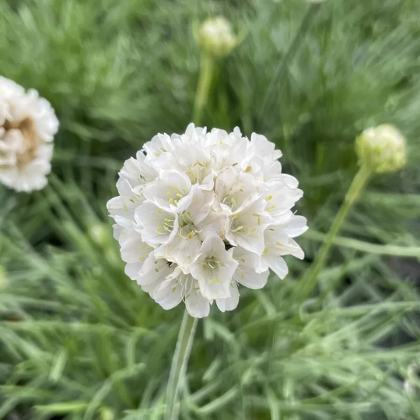 Gazon d'Espagne, Armérie maritime 'Alba' - Armeria maritima 'Alba'