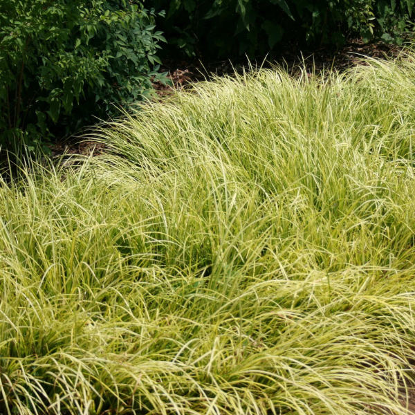 Acore 'Variegatum' - Acorus gramineus 'Variegata'