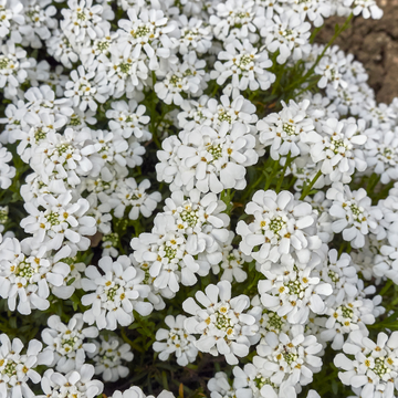 Iberis Sempervirens Fischbeck