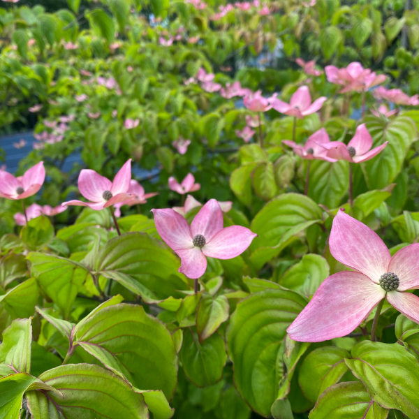 Cornouiller Du Japon 'Satomi' - Cornus Kousa 'Satomi'