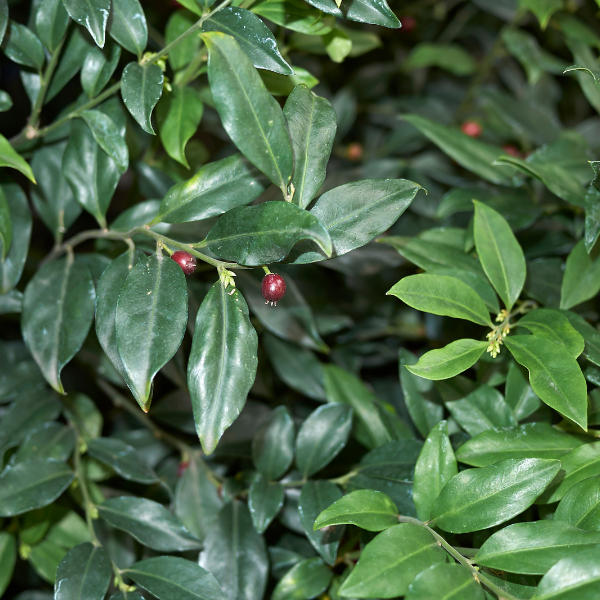 Sarcococca ruscifolia - Sarcococca ruscifolia
