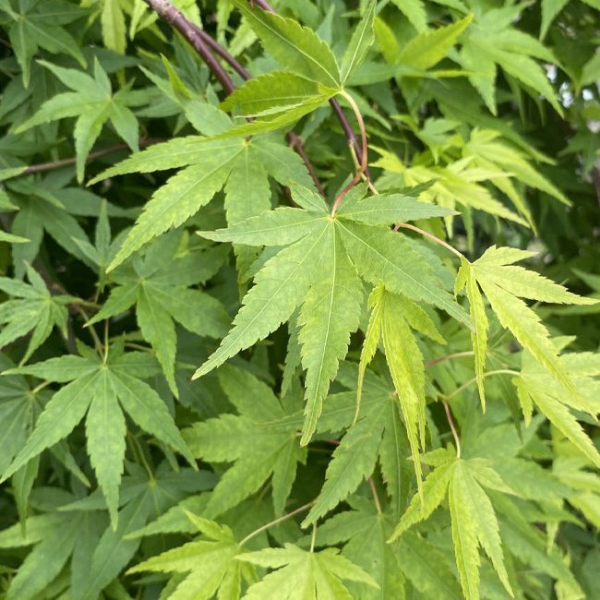 Erable du Japon 'Ryusen' - Acer palmatum 'Ryusen'