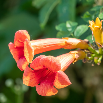 Bignone de Chine - Campsis grandiflora