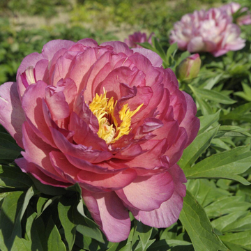 Pivoine Itoh 'Hillary' - Paeonia Itoh 'Hillary'